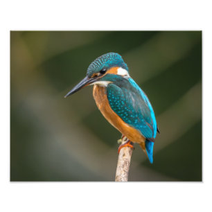 KIngfisher Fototryck
