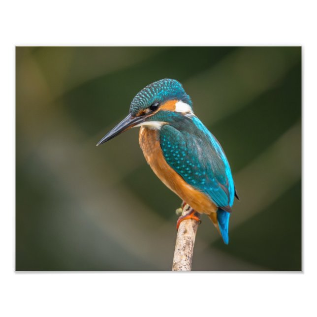 KIngfisher Fototryck (Framsidan)