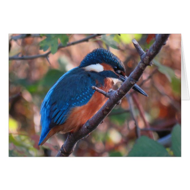 Kingfisher Hälsningskort (Framsidan Horizontal)