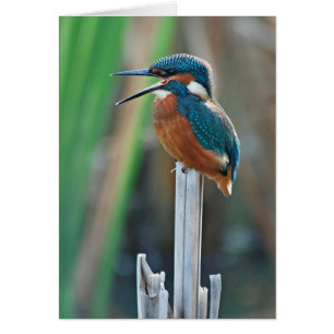 Kingfisher Hälsningskort