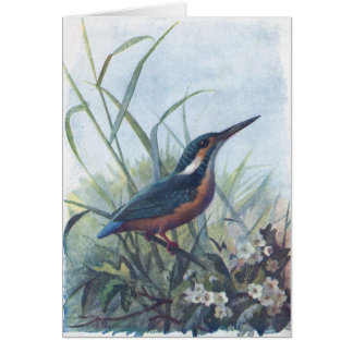 kingfisher hälsningskort