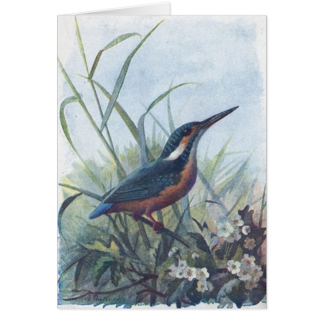 kingfisher hälsningskort (Framsidan)