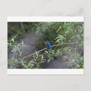 kingfisher.jpg vykort