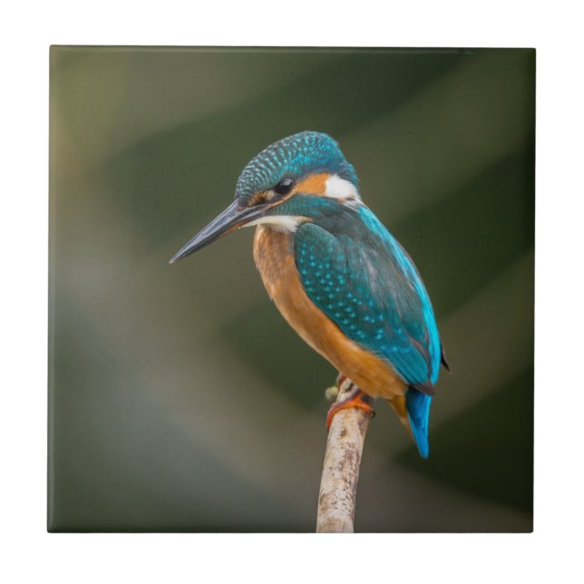 Kingfisher Kakelplatta (Framsidan)