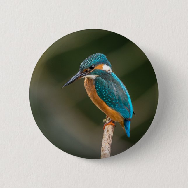 Kingfisher Knapp (Framsida)