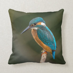 Kingfisher Kudde