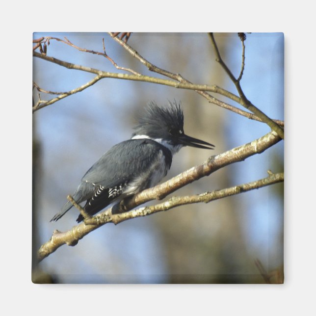 ’Kingfisher’ Magnet (Framsidan)