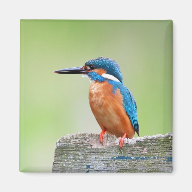 Kingfisher Magnet (Framsidan)