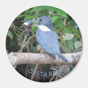 Kingfisher med fisken från den Costa Rica magnete Magnet
