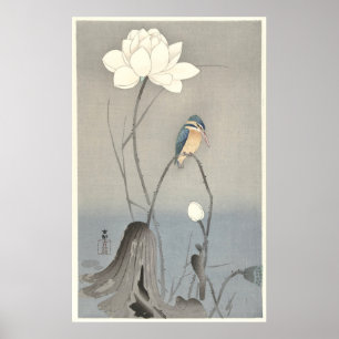 Kingfisher med Lotus Flower - Archival Print Poster