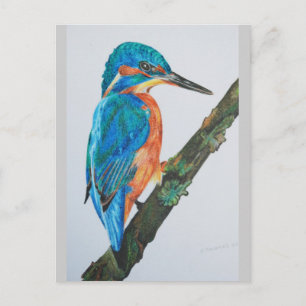 Kingfisher Merchandise Vykort