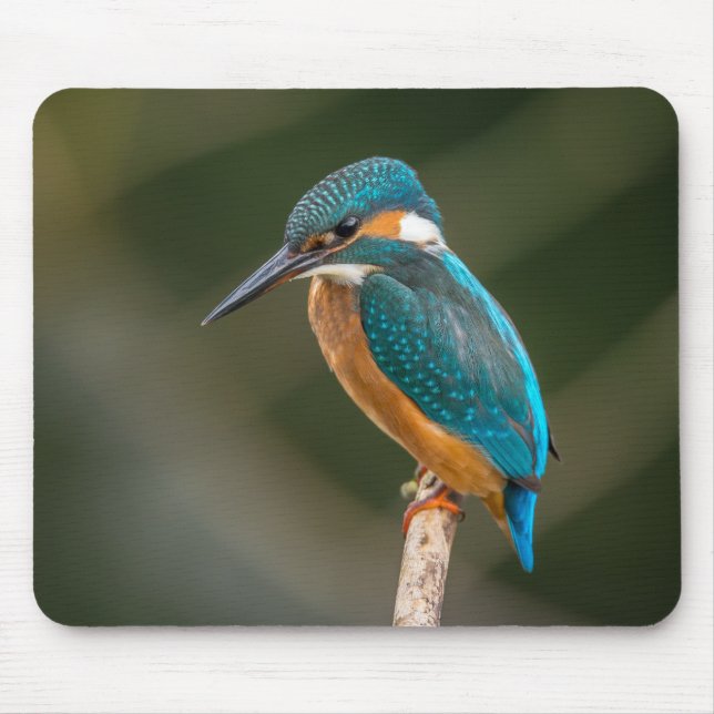 KIngfisher Musmatta (Framsidan)