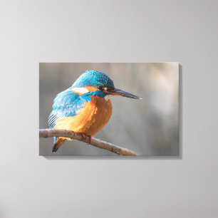 Kingfisher Nature Photo Canvastryck