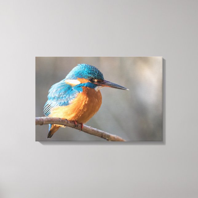 Kingfisher Nature Photo Canvastryck (Framsida)