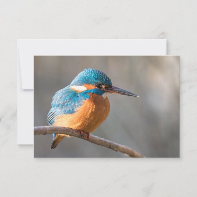Kingfisher Nature Photo Card (Framsida)