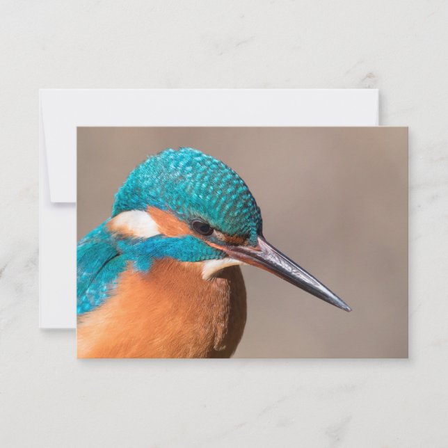 Kingfisher Nature Photo Card (Framsida)