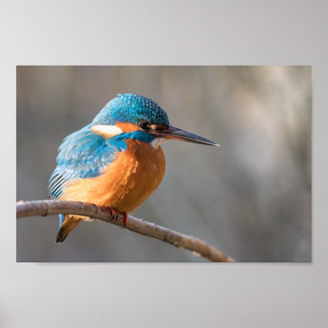 Kingfisher Nature Photo Poster (Framsidan)