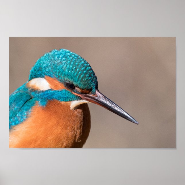 Kingfisher Nature Photo Poster (Framsidan)