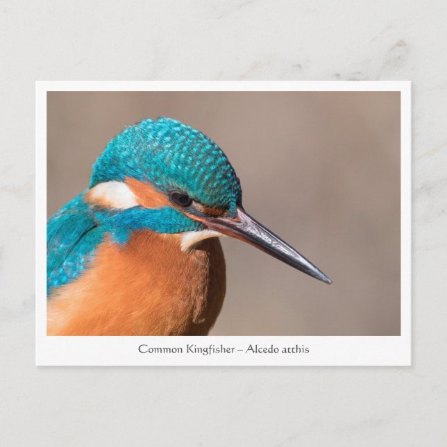 Kingfisher Nature Photo Vykort (Framsida)