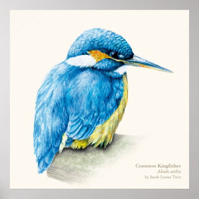 Kingfisher Ornithological bra art poster tryck (Framsidan)