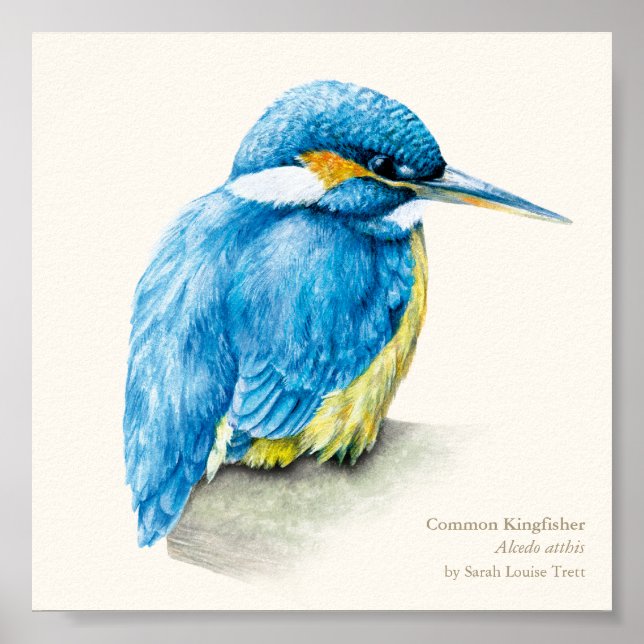 Kingfisher Ornithology bra art square print Poster (Framsidan)