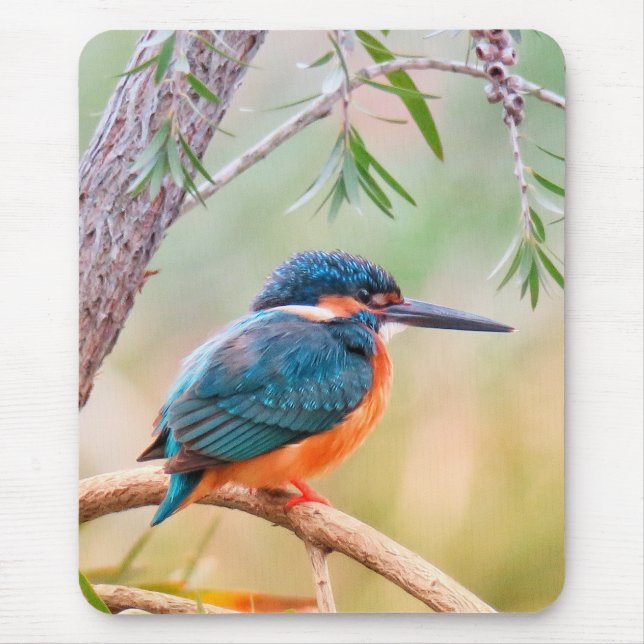 Kingfisher Perched on Branch Musmatta (Framsidan)