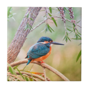 Kingfisher Perched på gren Kakelplatta