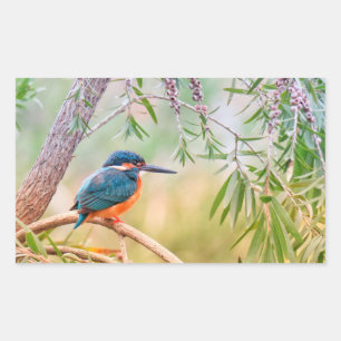 Kingfisher Perched på Gren Rektangulärt Klistermärke