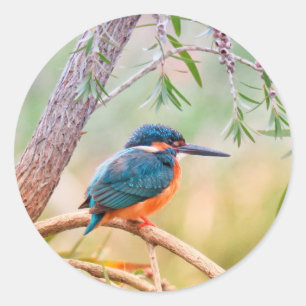 Kingfisher Perched på Gren Runt Klistermärke
