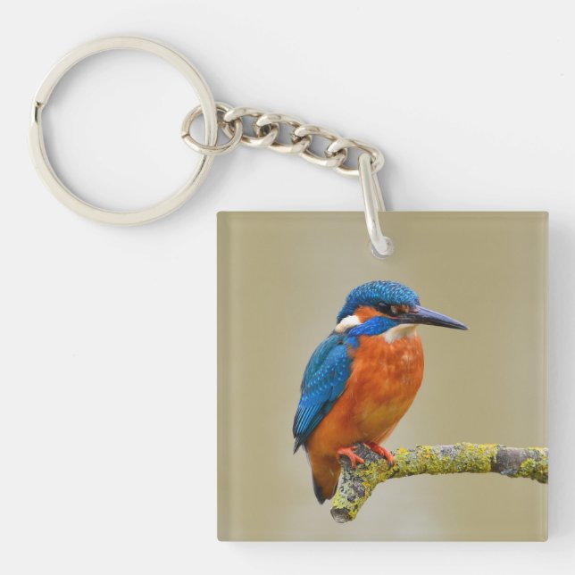 Kingfisher Portrait Photograph (Framsidan)