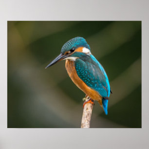 KIngfisher Poster