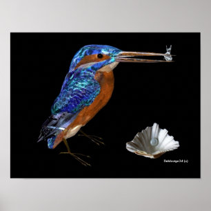 KINGFISHER POSTER