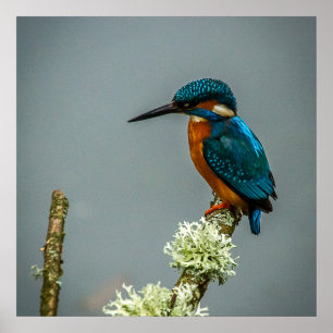 Kingfisher Poster/skriv ut Poster