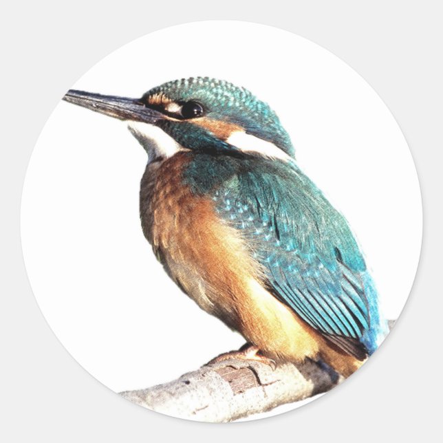 ’Kingfisher’ Runt Klistermärke (Framsida)