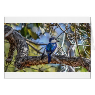 KINGFISHER RURAL QUEENSLAND AUSTRALIA HÄLSNINGSKORT