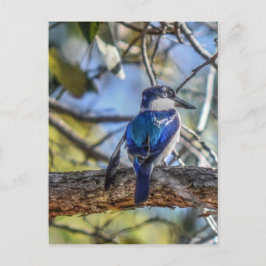 KINGFISHER RURAL QUEENSLAND AUSTRALIA VYKORT