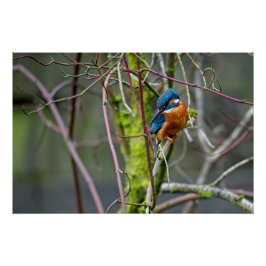 Kingfisher satt på lite gren perfect poster