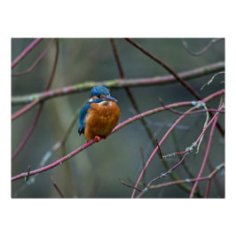 Kingfisher sitta vid gren perfect poster