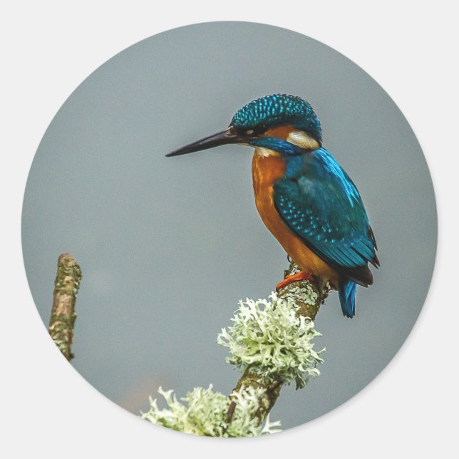 Kingfisher Stickers Runt Klistermärke (Framsida)