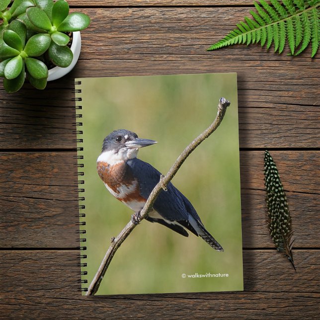 Kingfisher ut på en lub anteckningsbok med spiral (Belted Kingfisher on a Limb Journal Cover Photo)