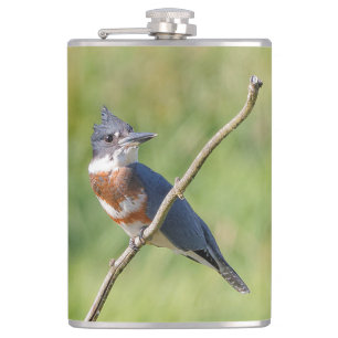 Kingfisher ut på en lub fickplunta