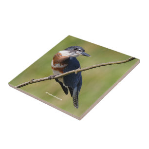 Kingfisher ut på en lub kakelplatta