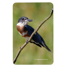 Kingfisher ut på en lub