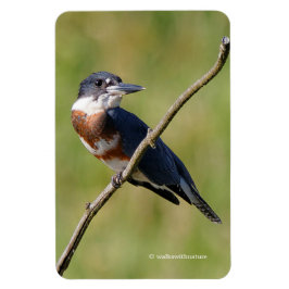 Kingfisher ut på en lub magnet