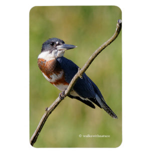 Kingfisher ut på en lub magnet