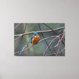 Kingfisher v2 canvastryck