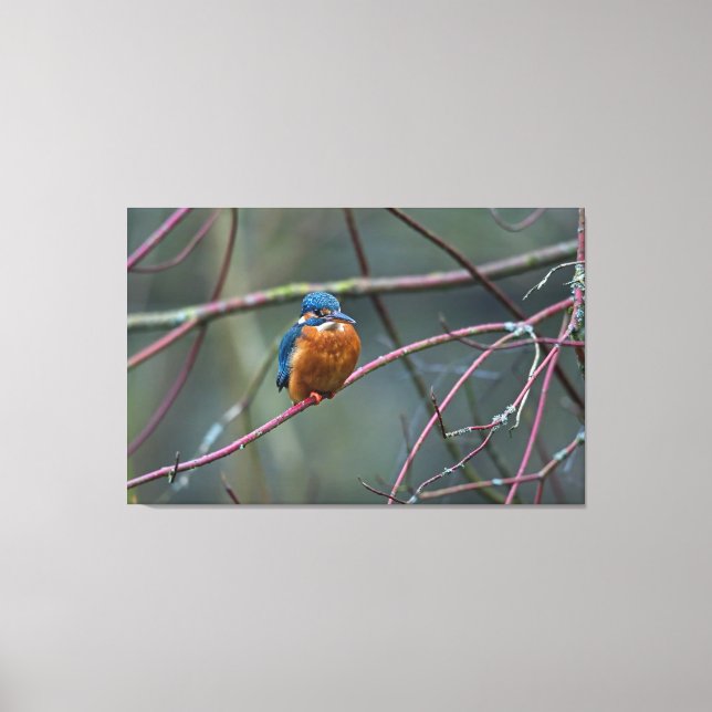 Kingfisher v2 canvastryck (Framsida)