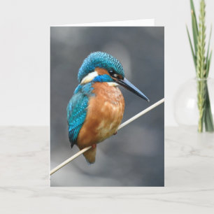 Kingfisher väntar. kort