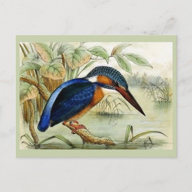 Kingfisher Vintage Bird Illustration Vykort (Framsida)