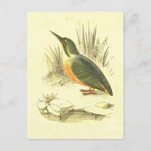 Kingfisher Vintage Bird Lithograph Vykort